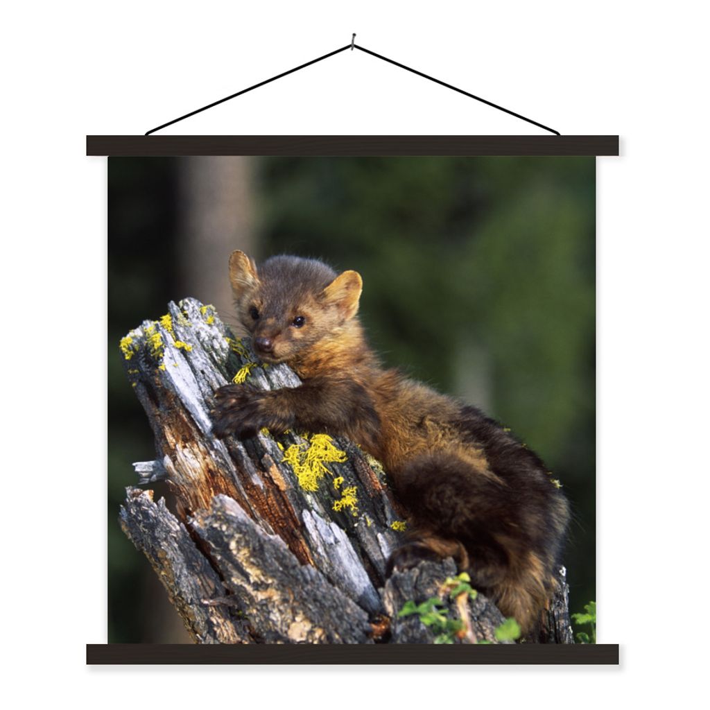 MuchoWow Textilposter Marder - Baum - Wald 60x60 cm mit schwarzem Rahmen - Posteraufhänger