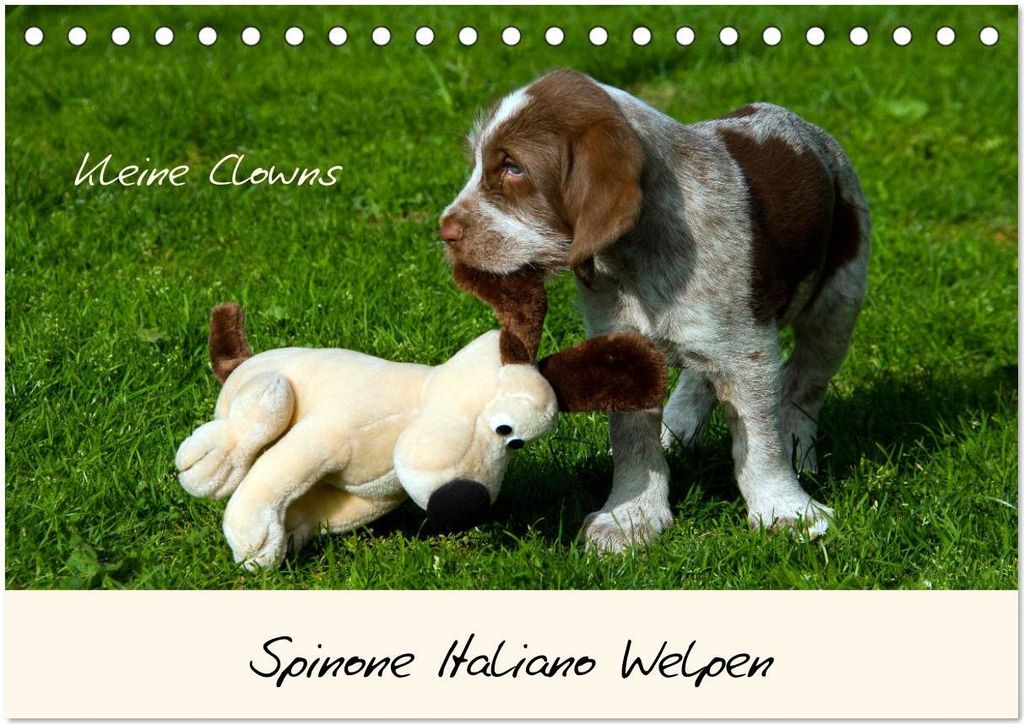 Spinone Italiano Welpen - Kleine Clowns (Tischkalender 2026 DIN A5 quer), CALVENDO Monatskalender