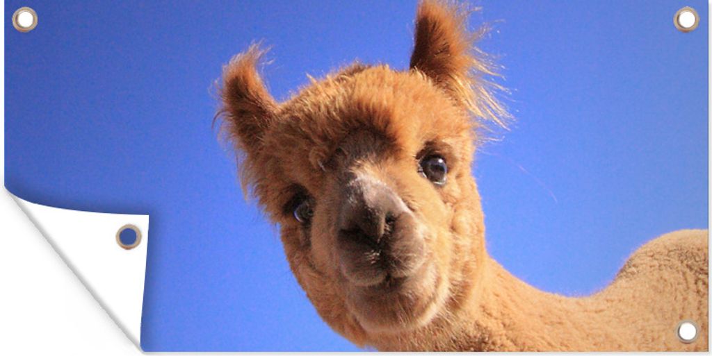 MuchoWow 60x30 cm Outdoor-Poster Gartendeko Sichtschutz Garten Poster für den Garten Alpaka - Braun - Blau