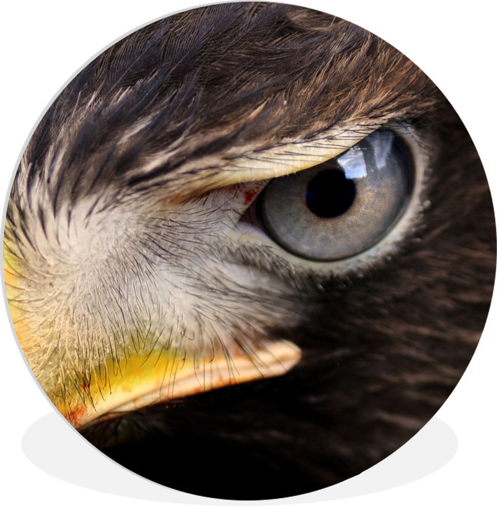 MuchoWow Rundes Wandbild - Runde Bilder Nahaufnahme eines Raubvogels Ø 60 cm Kreis Wanddekoration Kunststoff - Wandkreis - Wandschmuck - Wand Kr...