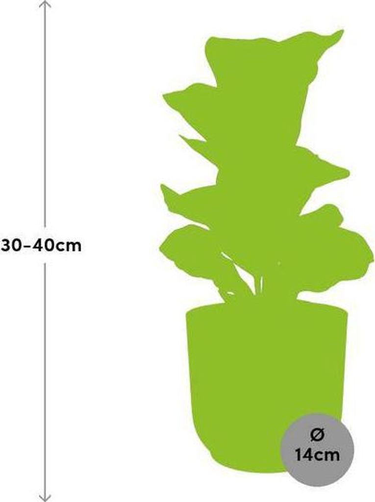 Ficus Lyrata 'Bambino' – Geigenfeige – pflegeleichte Zimmerpflanze – luftreinigend – dekorativer Vibes Fold Topf Ø14cm Gelb