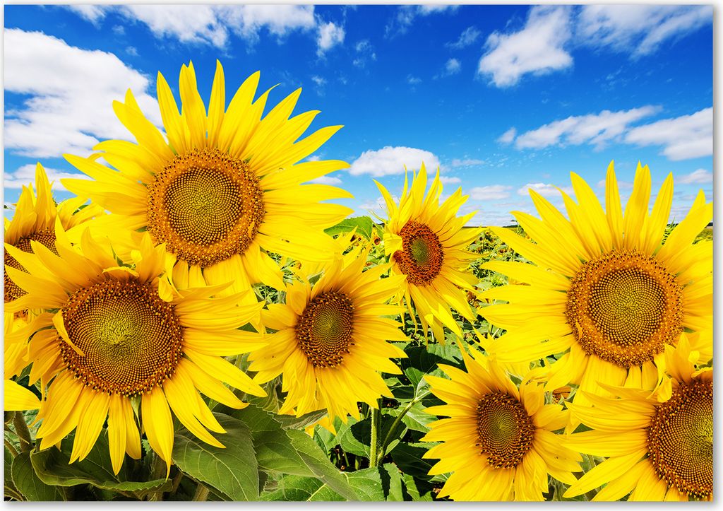 Tulup Glas-Bild - 100 x 70 - Wandbild aus Glas - Wandkunst - Wandbild hinter gehärtetem Sicherheitsglas - Blumen & Pflanzen - Sonnenblumen - Gelb