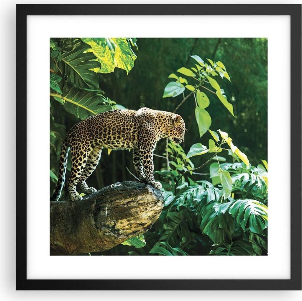 Gerahmtes Poster - Schwarzer Rahmen - Dschungel Leopard Produktbild 