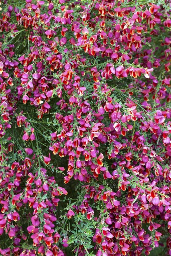Cytisus scoparius 'Johnson's Crimson', Besenginster, rot, 60–80 cm