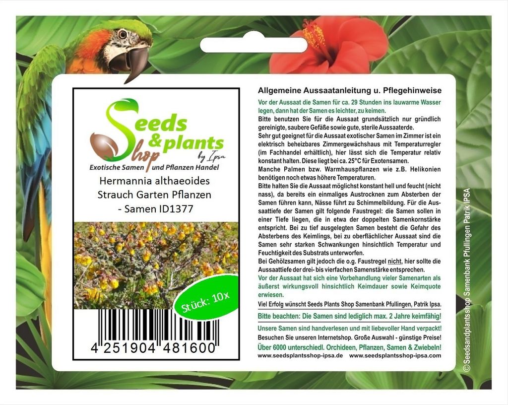 10x Hermannia althaeoides Strauch Garten Pflanzen - Samen ID1377