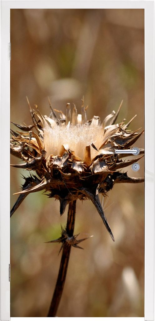 MuchoWow Türtapete Selbstklebende Türfolie Getrocknete Distel Sepia-Fotodruck 90x235 cm Türposter Türaufkleber Klebefolie Türklebefolie - XX...