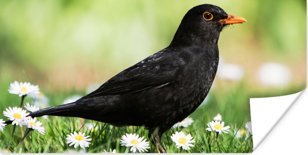 MuchoWow Poster Vogel - Amsel - Blumen 120x60 cm - Bild