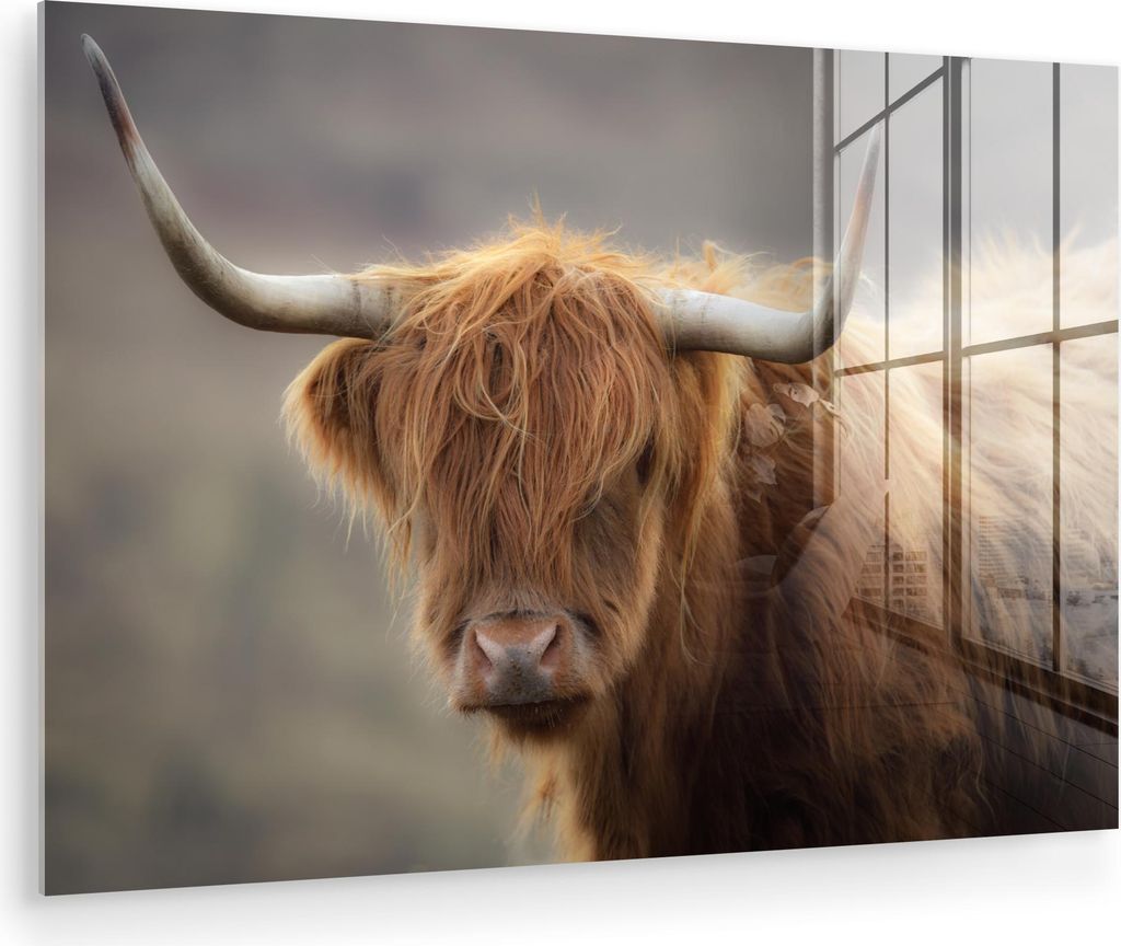 MuchoWow Glasbilder - Bilder auf Wandbild - Foto auf Glas Schottisches Hochlandrind - Licht - Porträt 90x60 cm Wanddekoration aus Glas - Acrylglas...