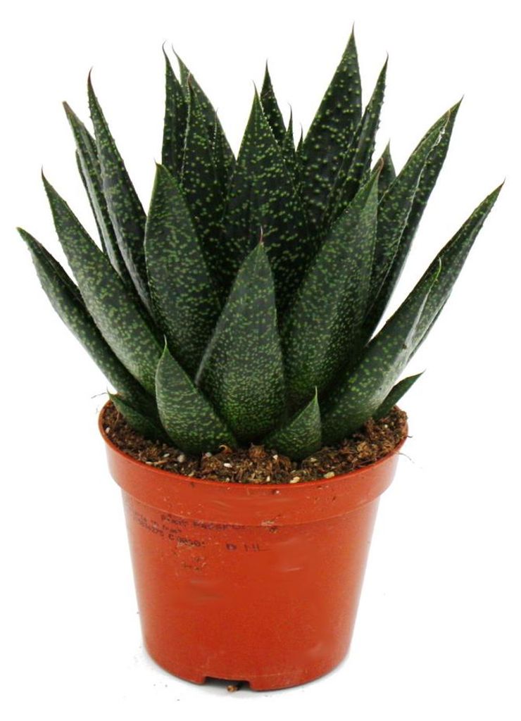 Sukulenty – Gasteria D Due – Gasterie – květináč 8,5 cm Obrázek produktu 