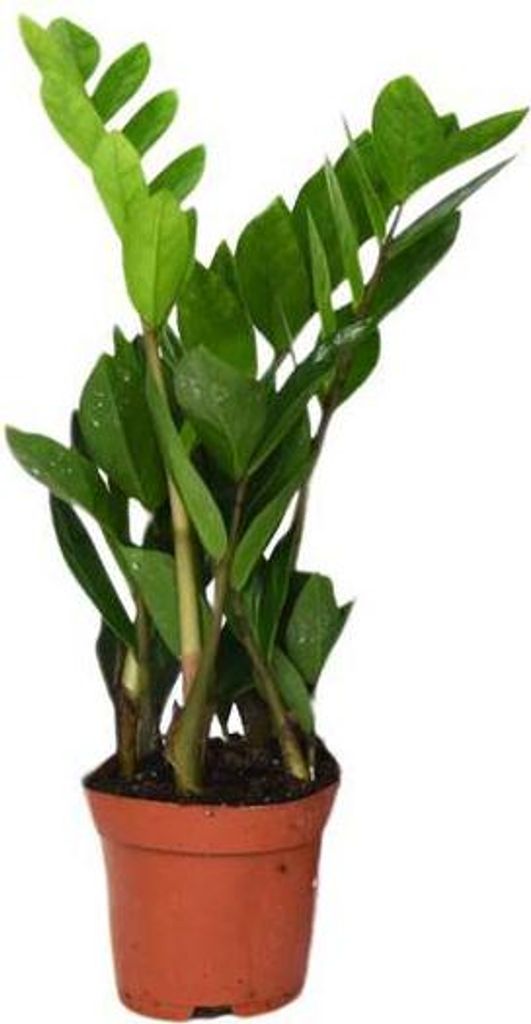 Glücksfeder Zamioculcas Zamiifolia Zimmerpflanze Ø12cm 40cm Höhe pflegeleicht