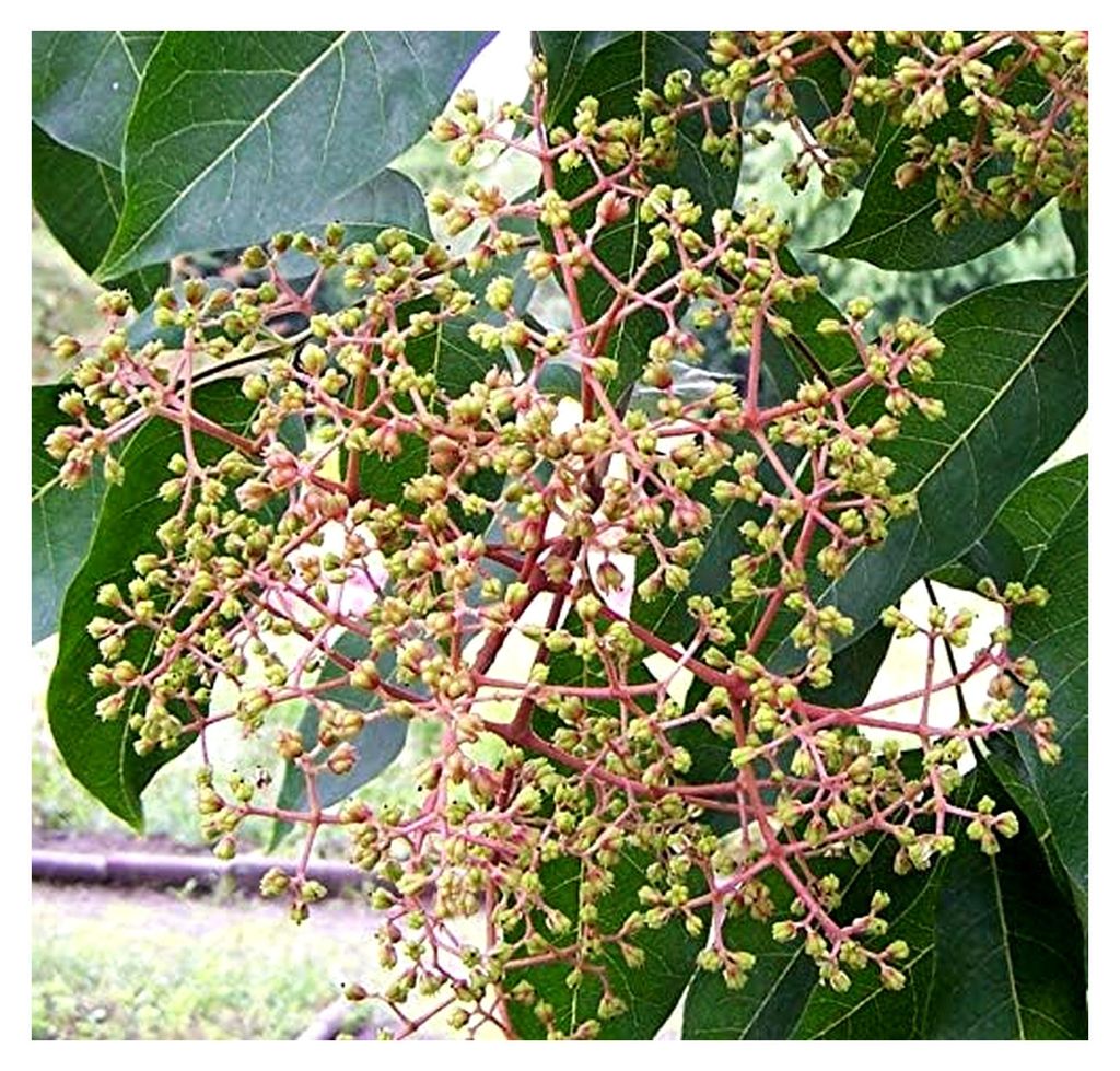 Bienenbaum, Tausenblütenbaum, Euodia hupehensis, Tetradium daniellii (60-80 cm)
