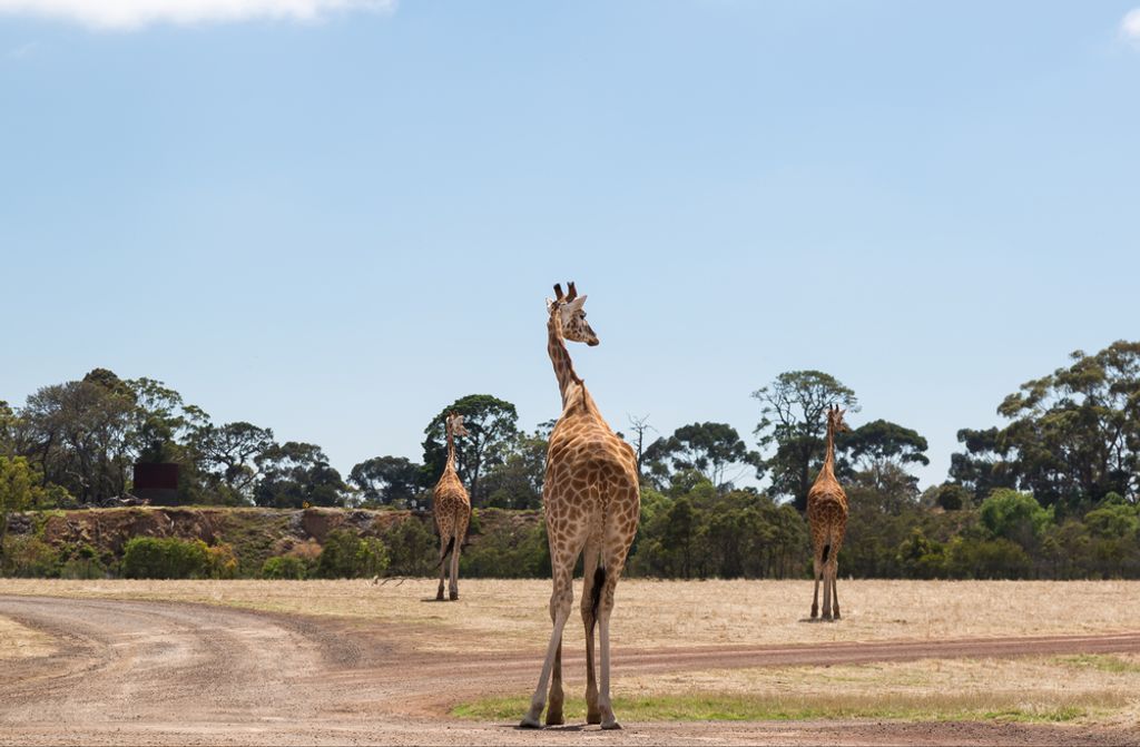 hansepuzzle 78212 - Giraffen Puzzle, 500 Teile, Natur, 46,0 x 30,0cm mit hochwertiger Aufbewahrung, Kartonbox und wiederverschließbarem Beutel