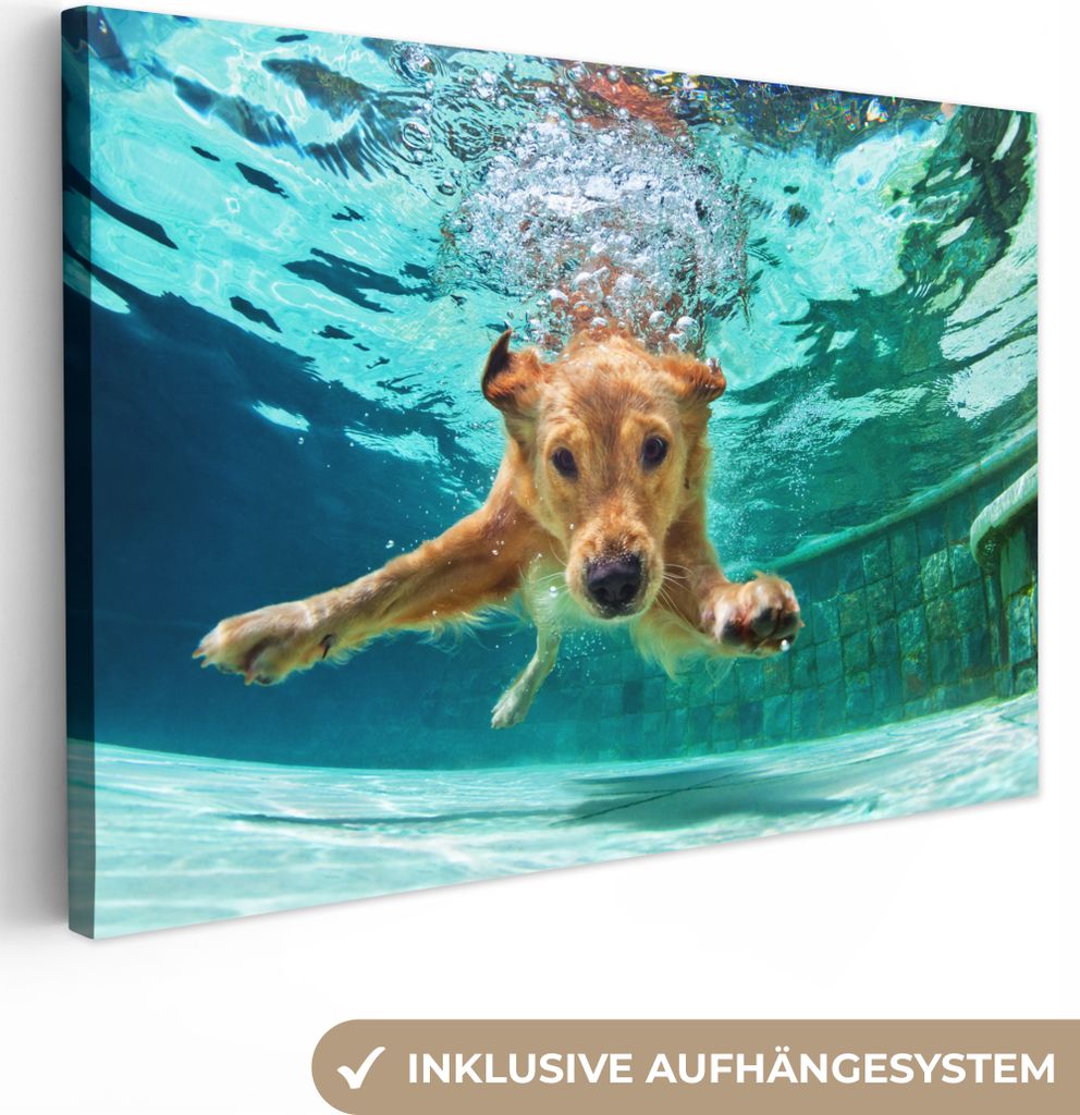 OneMillionCanvasses - Leinwandbilder - 150x100 cm, Pool - Hund - Wasser, Wandbilder Kunstdruck Wanddekoration