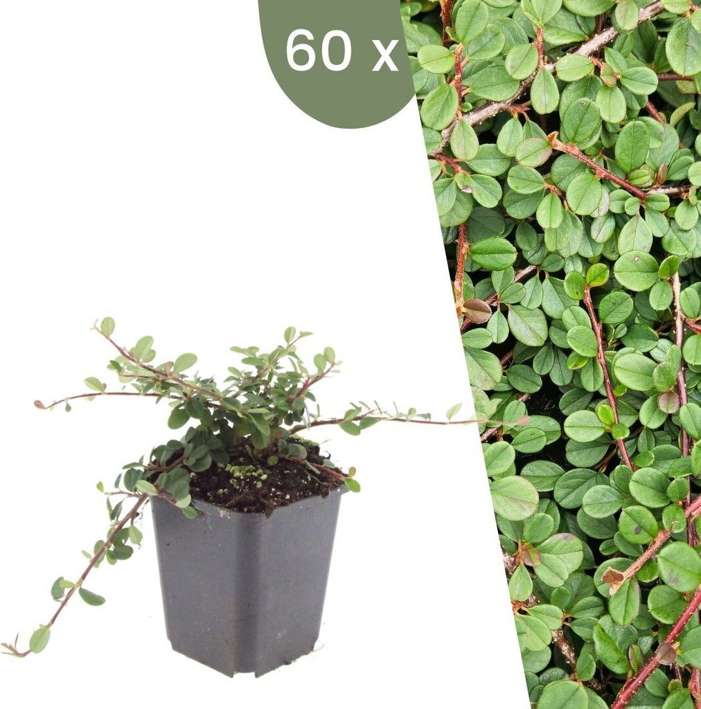 Plants by Frank | 60 Zwergmispel Pflanzen | Cotoneaster praecox 'Queen of Carpets' | Bodendecker Winterhart | Stauden Winterhart | Gartenpflanzen