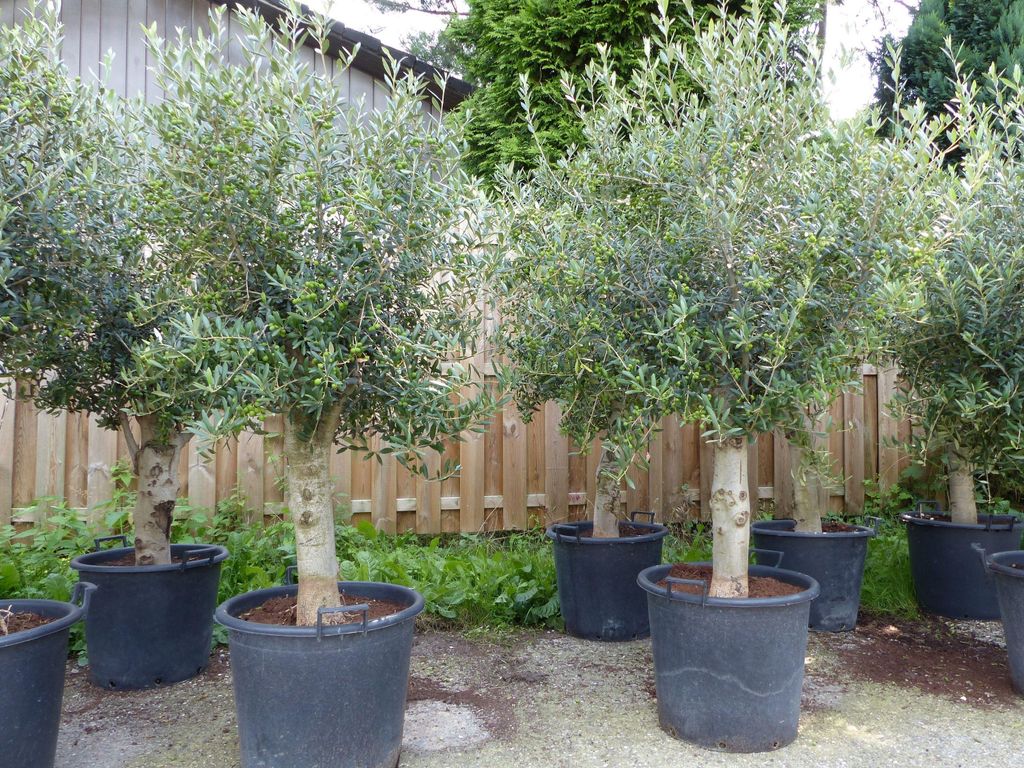 ANGEBOT: winterharter XL Olivenbaum  45 Jahre, dicke Produktbild 