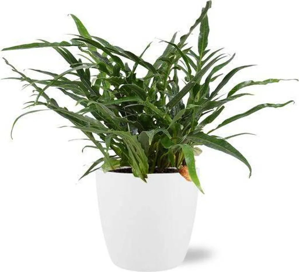 Plante pour Bureau Fougère Aglaomorpha Coronans Ø17cm Pot Blanc Inclus