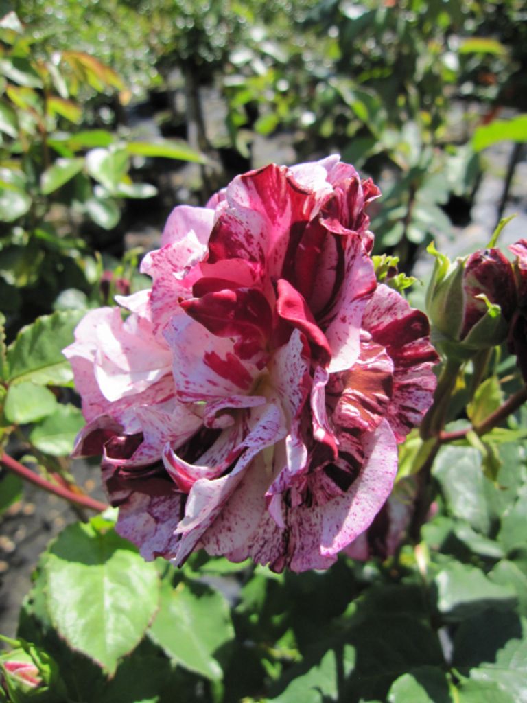 Strauchrose Colibri Farbfestival - Rosa Colibri Farbfestival - Meilland Rose