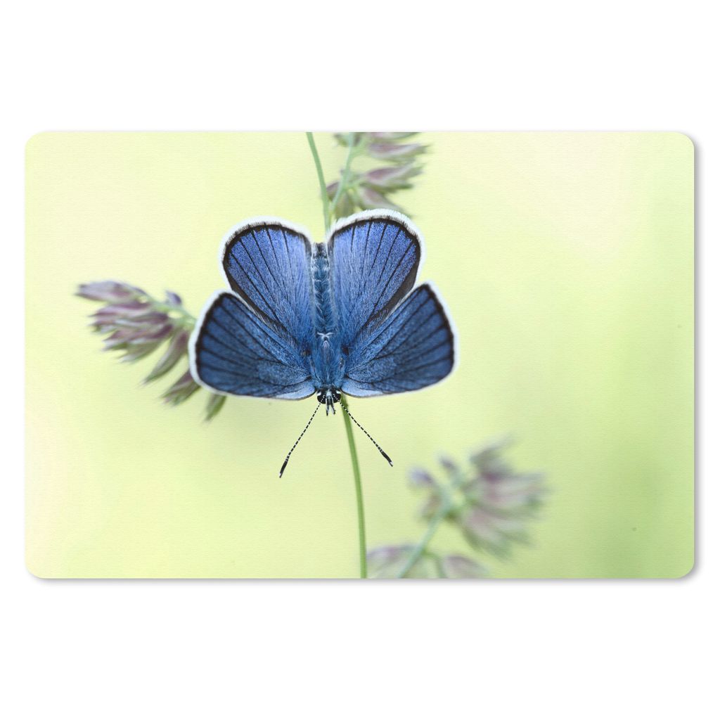 MuchoWow Schreibtischunterlage Blauer Schmetterling 60x40 cm - XXL Mauspad - Großes Mauspad