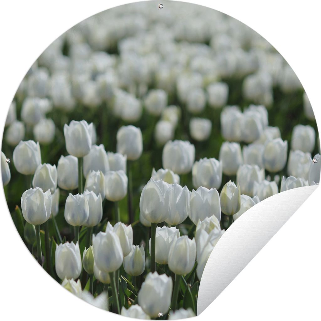 MuchoWow Gartenposter Outdoor-Poster Rund Ein Gebiet mit weißen Tulpen im Frühling Ø 90 cm Gartendeko Rundes Poster draußen