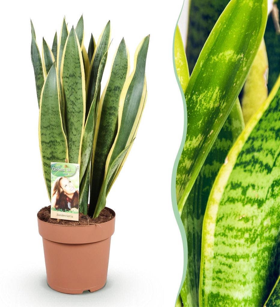 Sansevieria Laurentii Schwiegermutterzunge Zimmerpflanze grün gelb 70-80cm 21cm pflegeleicht dekorative Grünpflanze für Wohnzimmer Büro Schlafz...
