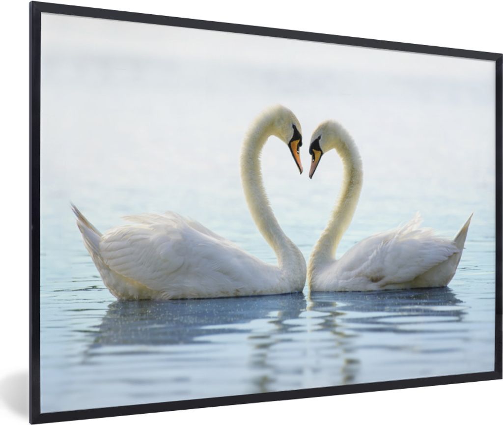 MuchoWow MuchoWow Gerahmtes Poster Schwäne - Herz - Ehepaar 90x60 cm - Poster mit zchwarzem Bilderrahmen - Fotorahmen - Foto-Plakat