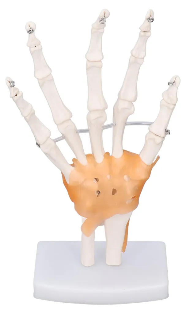 Main en PVC avec articulations mobiles - Taille réelle sur support - 3