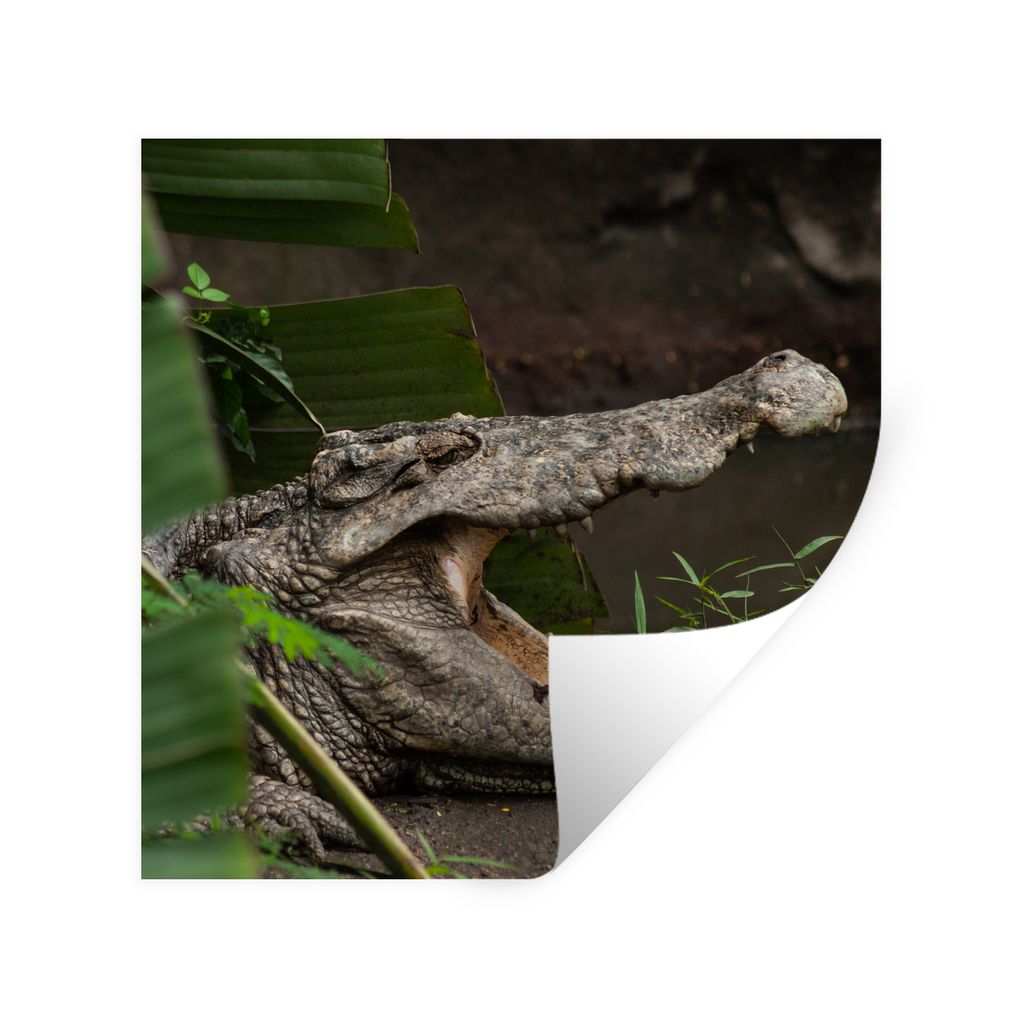 MuchoWow Wandtattoo Wandsticker Wandaufkleber Krokodil mit offenem Maul 50x50 cm Selbstklebend und Repositionierbar - Selbstklebend - Fototapeten