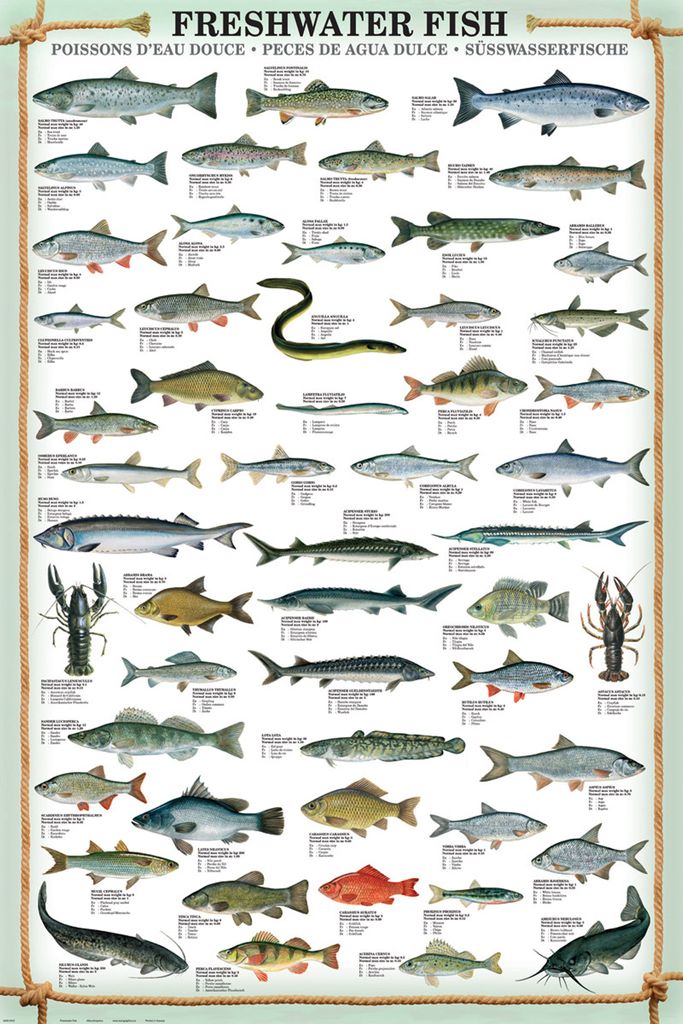 Educational Freshwater Fish - Süsswasserfische Bildung Produktbild 