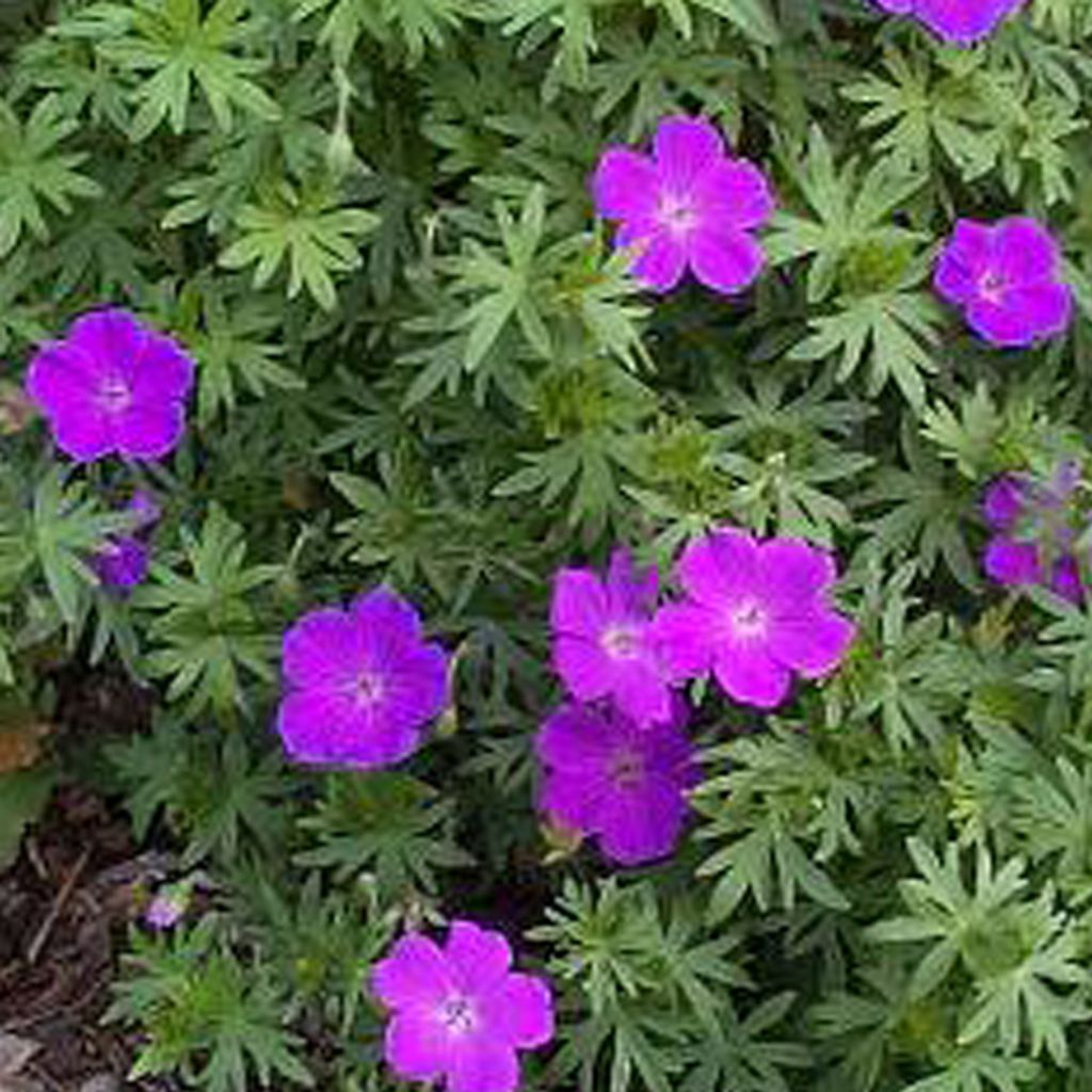 6 x Blutroter Storchschnabel - Geranium sanguineum  | Topf Produktbild 