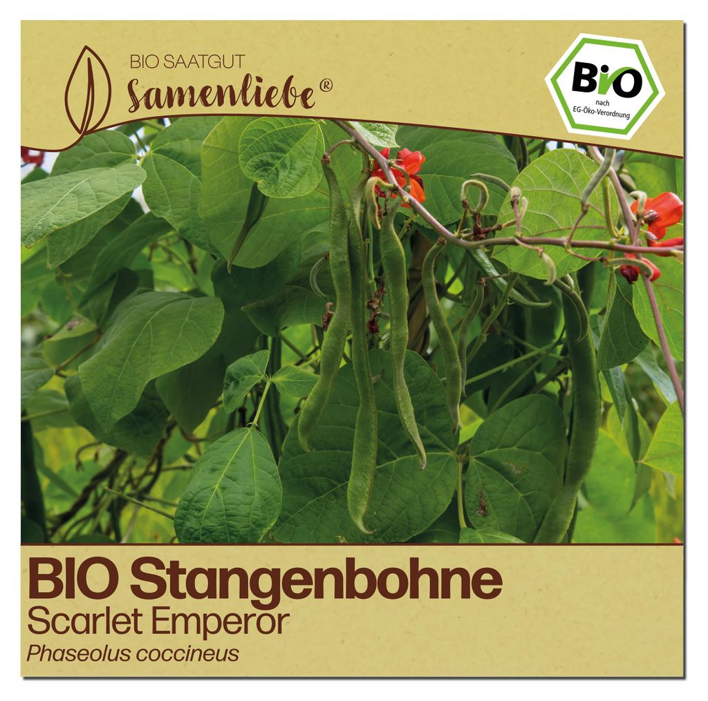 Samenliebe  Bohne Samen | Scarlet Emperor - rote Blüten & Produktbild 