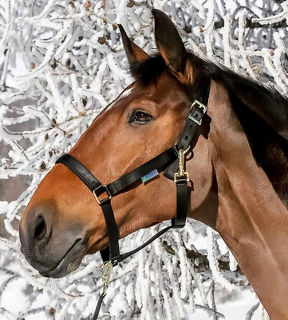Capezza Bucas Dublin Nero Cob - La Scelta Sicura per il tuo Cavallo