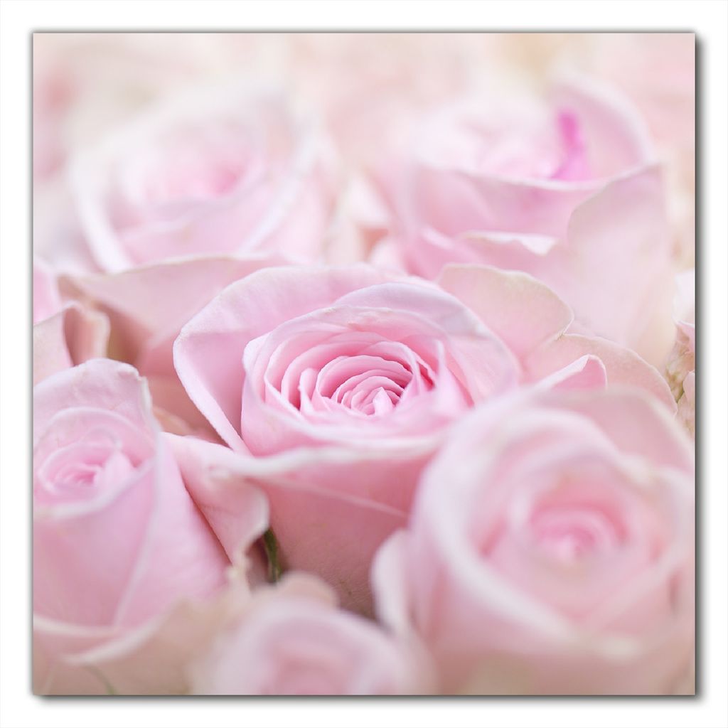 Wallario selbstklebende Möbelfolie/ Tischdecke für Innen und Außen, Größe: 60 x 60 cm - Rosafarbene Rosenblüten im Strauß