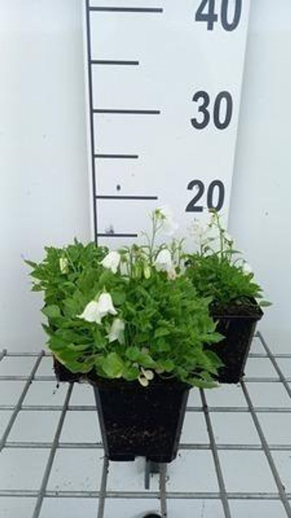 6 x Campanula cochl. 'White Baby' - Bergminze - Topf 9 x 9 cm