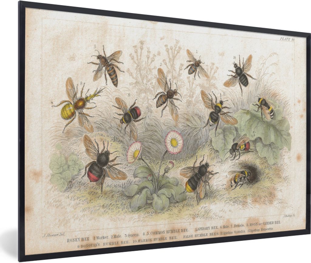 MuchoWow Gerahmtes Poster Eine Illustration einer Gruppe von Bienen 30x20 cm - Poster mit Schwarzem Bilderrahmen Wandposter Rahmen Foto Bilder - ...