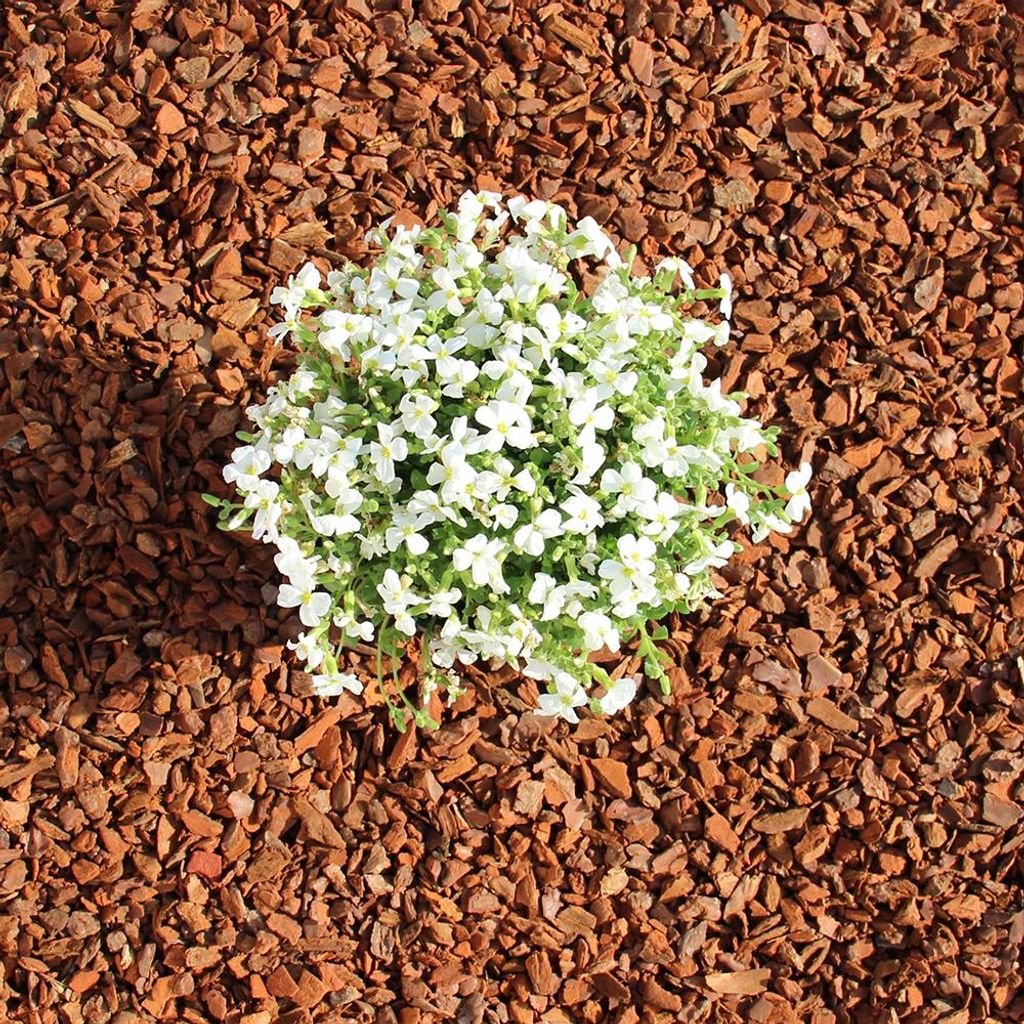 Premium Pinie 60 Liter in mittel| Dekorativer Pinienmulch Produktbild 