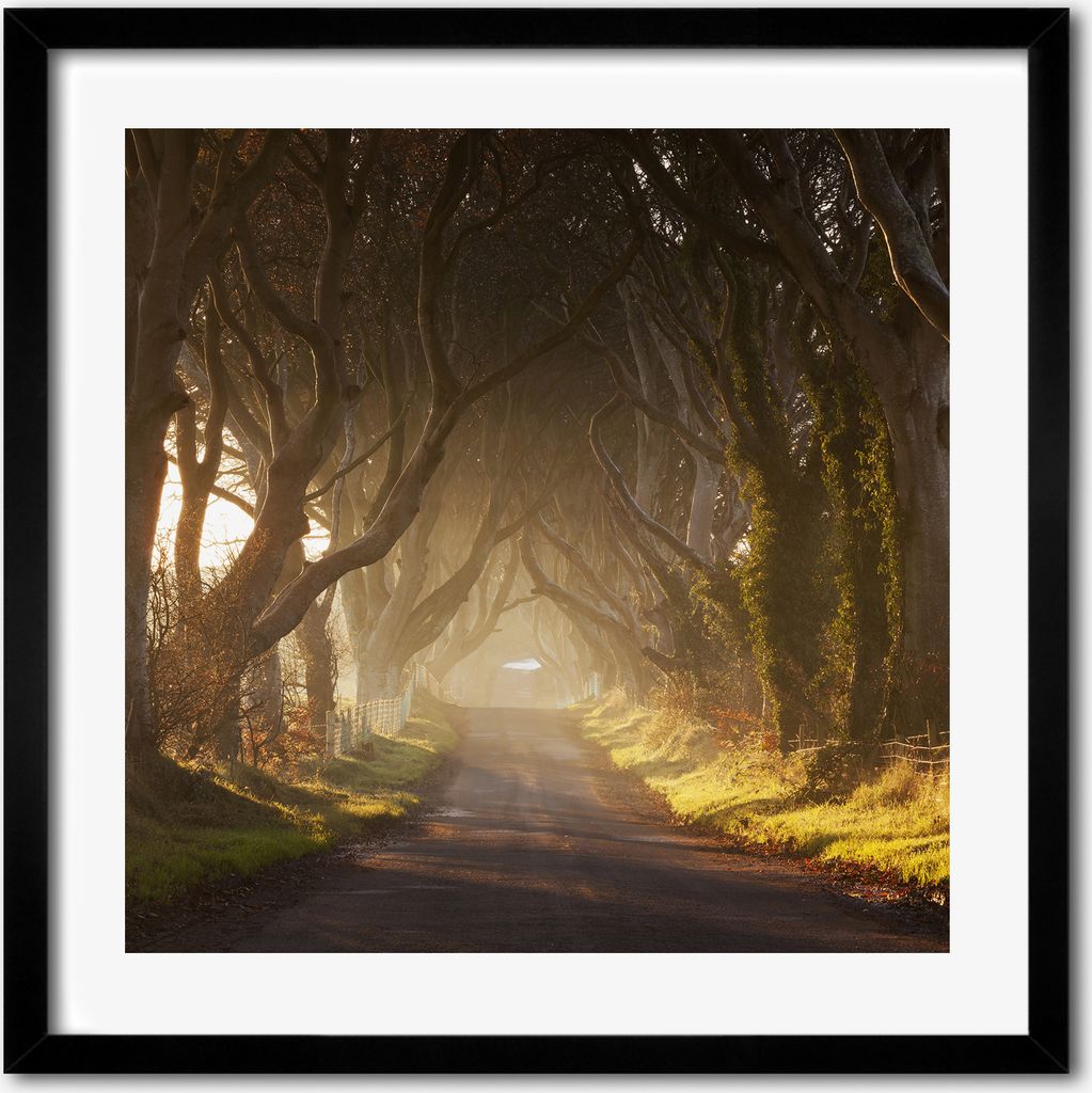 Bild - 50 cm x 50 cm - MDF - Rahmen, Wandkunst - Nebel im Wald
