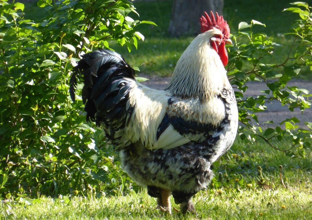 hansepuzzle 54293 - Hahn Puzzle, 260 Teile, Tierwelt, 41,0 x 28,0cm mit hochwertiger Aufbewahrung, Kartonbox und wiederverschließbarem Beutel