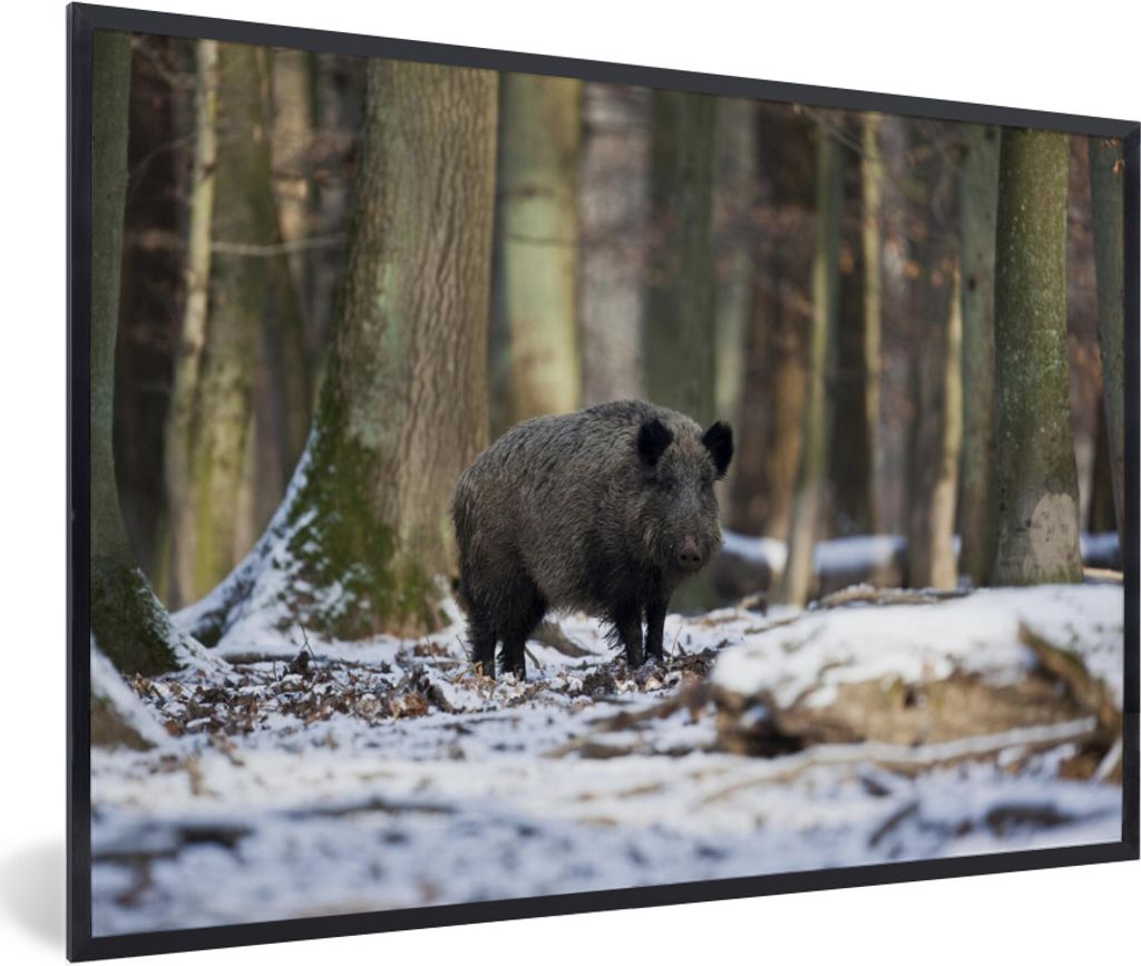 MuchoWow Gerahmtes Poster Wildschwein - Schnee - Tier 90x60 cm - Poster mit Schwarzem Bilderrahmen Wandposter Rahmen Foto Bilder - Fotorahmen - F...