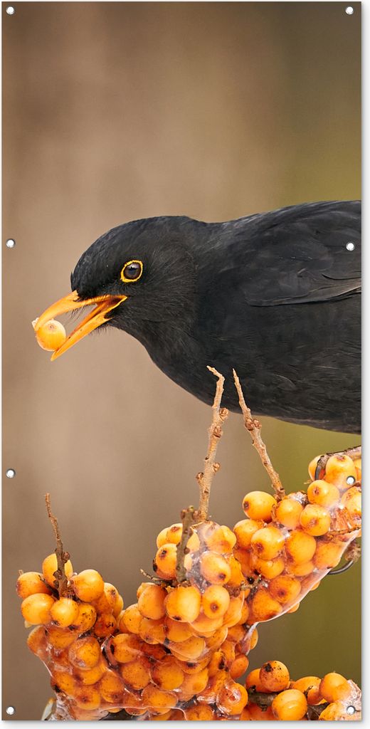 MuchoWow 80x160 cm Outdoor-Poster Gartendeko Sichtschutz Garten Poster für den Garten Vogel - Amsel - Winter - Eis - Beere