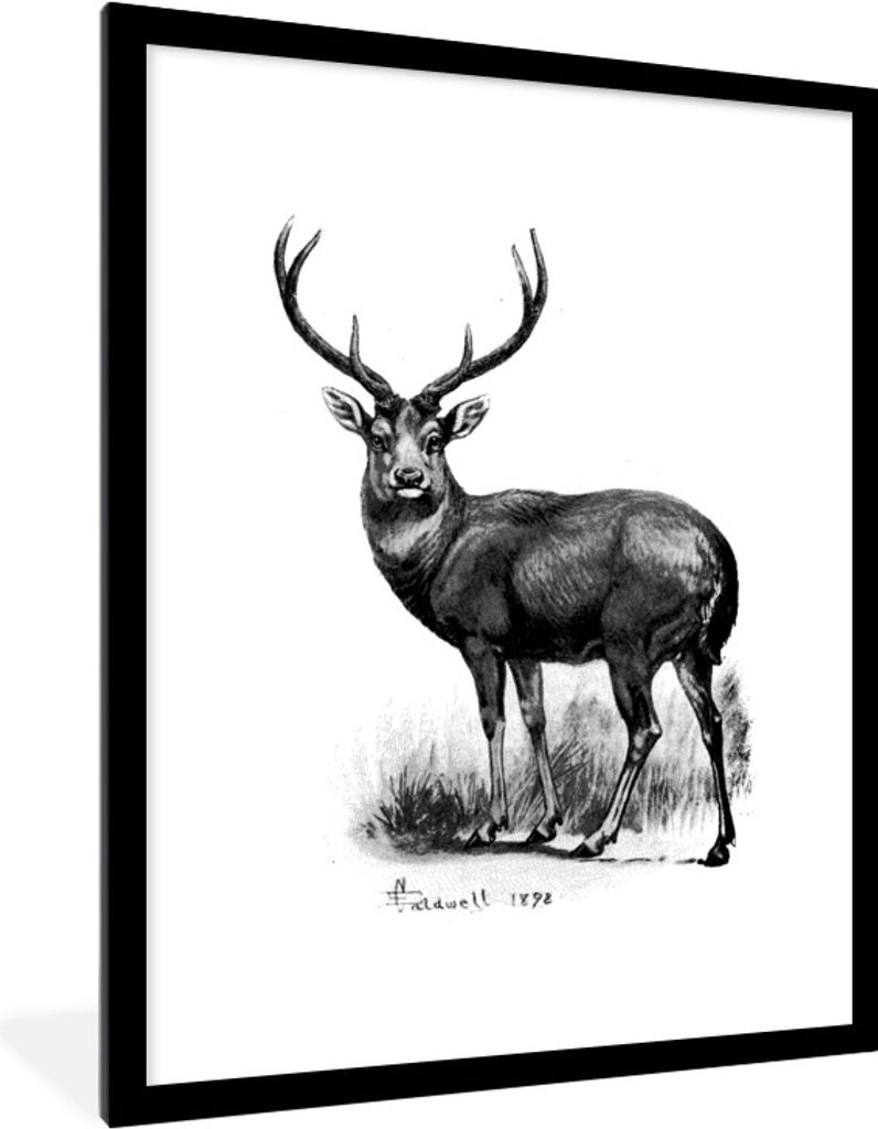 MuchoWow Gerahmtes Poster Eine antike Illustration eines Rehs in Schwarz und Weiß 60x80 cm - Poster mit Schwarzem Bilderrahmen Wandposter Rahmen...