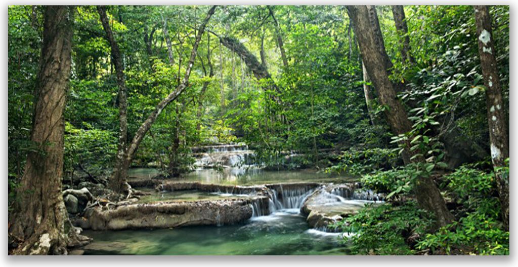 Tulup Leinwand-Bilder 120x60 Wandbild Canvas Kunstdruck Wald Natur