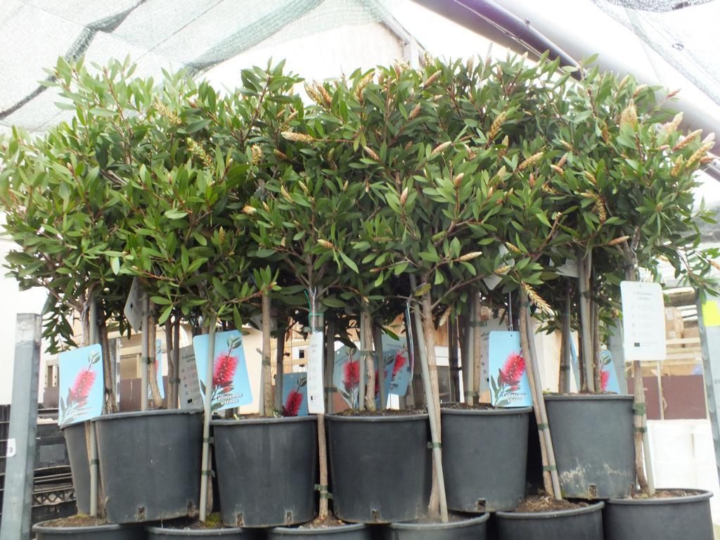 Karmínově červený keř Callistemon splendens, výška cca 100 Obrázek produktu 