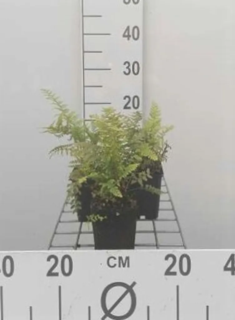 Fougère bouclier souple - Lot de 6 plantes vivaces d'ombre en pot 9cm