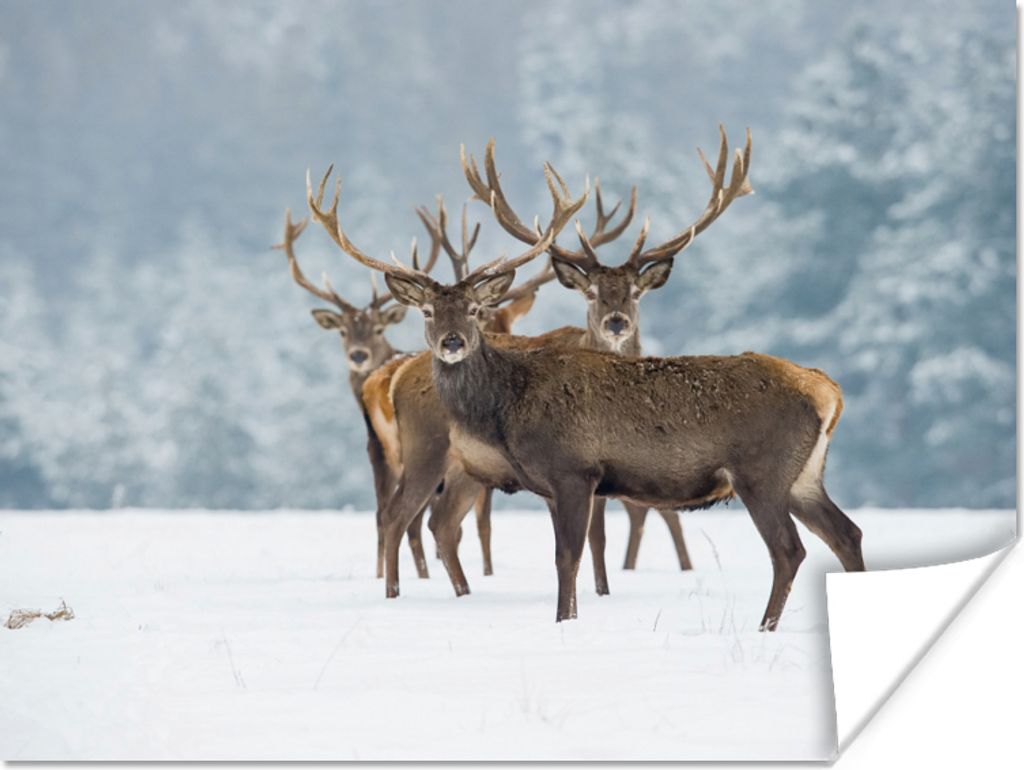 MuchoWow Poster Hirsche - Tiere - Schnee - Winter - Landschaft - Natur 80x60 cm - Kunst für zu Hause