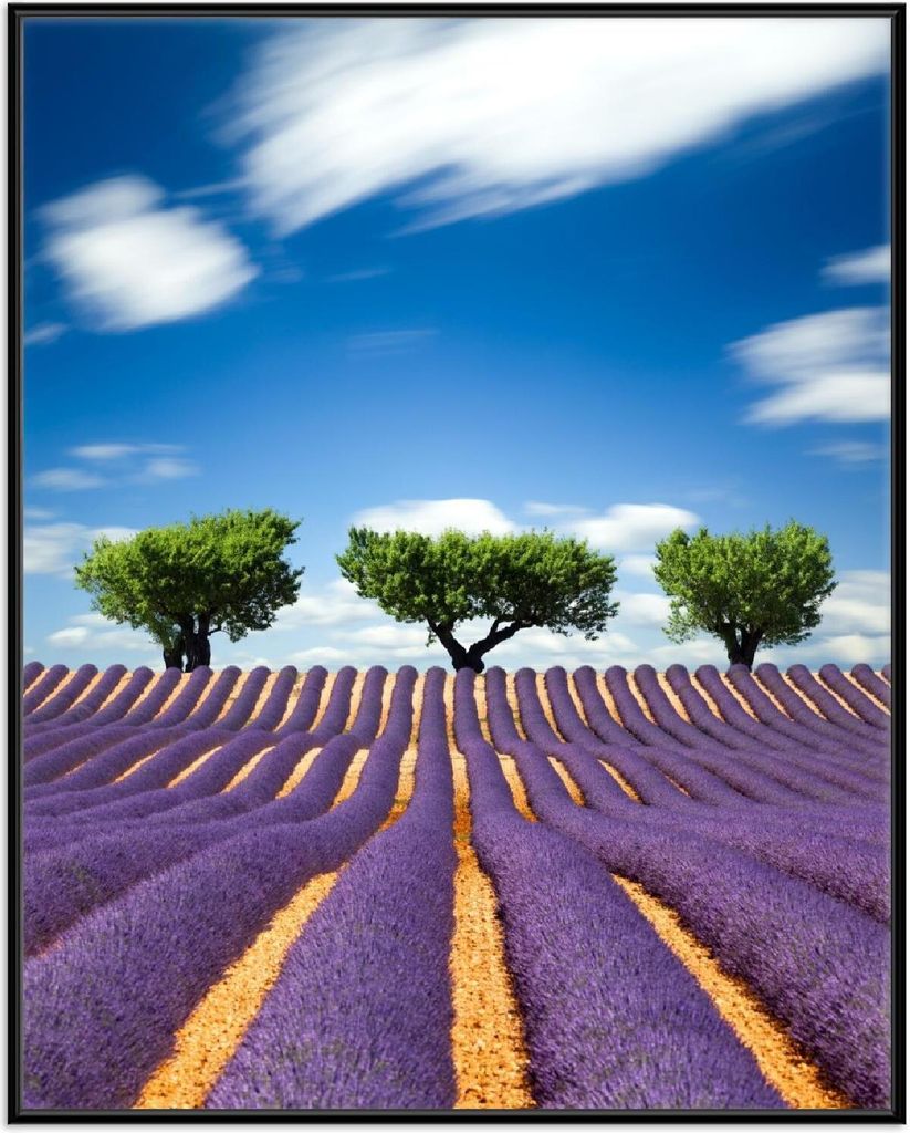 Wallario Wandbild Abstraktes lila Blumenfeld mit Lavendel, Größe: 40,30 x 50,30 cm, Poster mit schwarzem Aluminiumrahmen