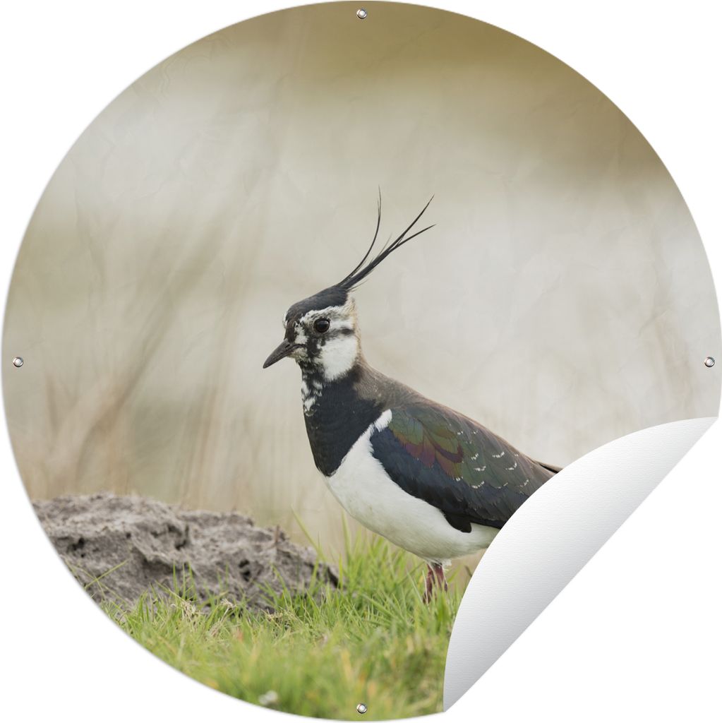 MuchoWow Gartenposter Outdoor-Poster Rund Vogel - Gras - Tiere - Natur - Kiebitz Ø 120 cm Gartendeko Rundes Poster draußen