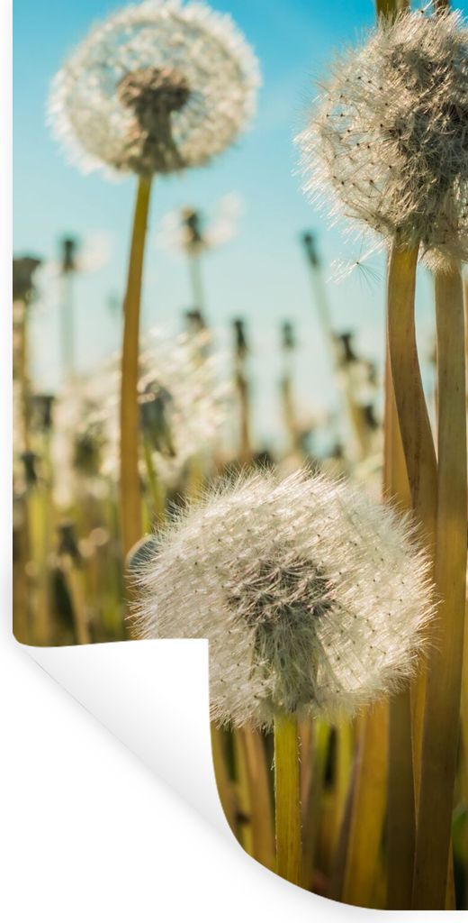 MuchoWow Wandtattoo Wandsticker Wandaufkleber Blumen - Löwenzahn - Gras 20x40 cm Selbstklebend und Repositionierbar - Selbstklebend - Fototapeten