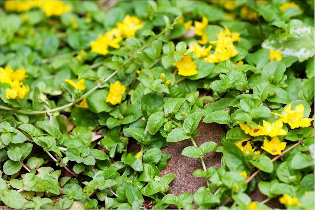 Stauden Gänge 1 x Lysimachia nummularia - Pfennigkraut - Der grüne Teppich, der jeden Garten belebt - Trittfest - Bodendecker