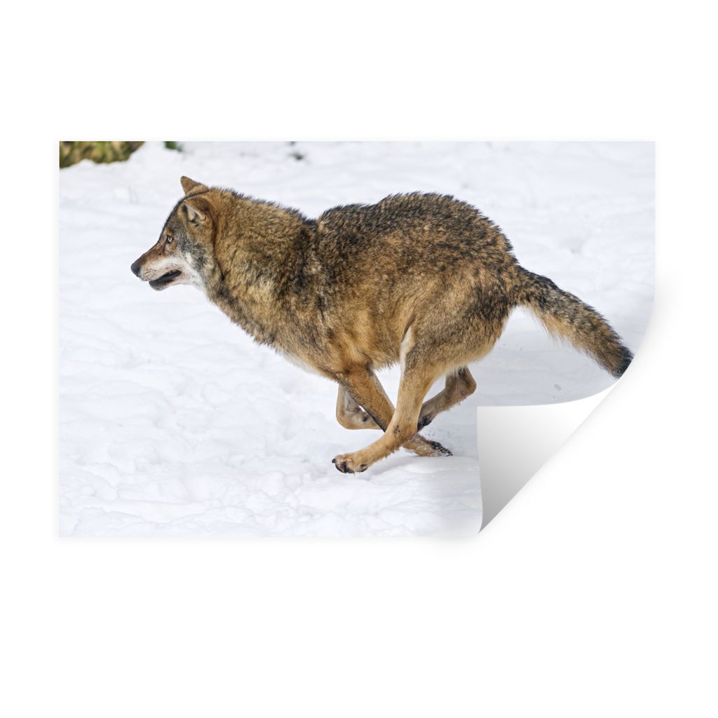 MuchoWow Wandtattoo Wandsticker Wandaufkleber Wolf - Schnee - Kälte 30x20 cm Selbstklebend und Repositionierbar - Wierderverwendbar - Selbstklebend