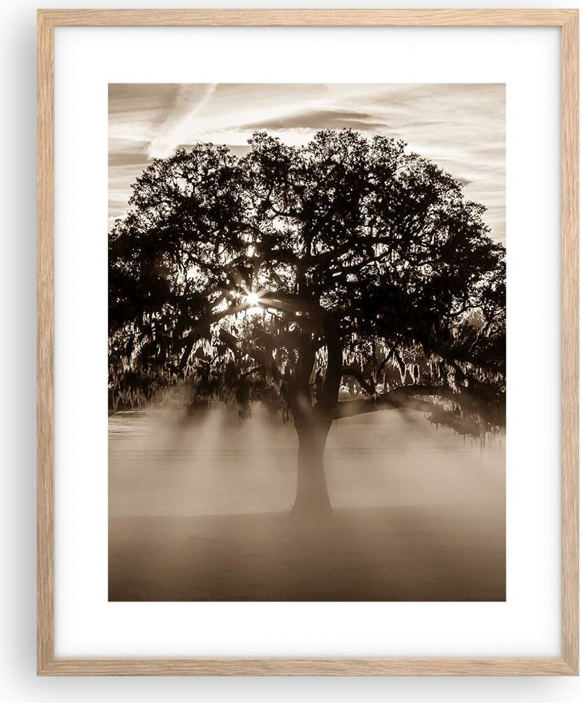 Gerahmtes Poster - Rahmen in heller Eiche - Baum Feld Natur - 40x50 cm - Wand Bild - Wanddeko - Wandbilder - Kunstposter - Wandposter - Bilderrahme...